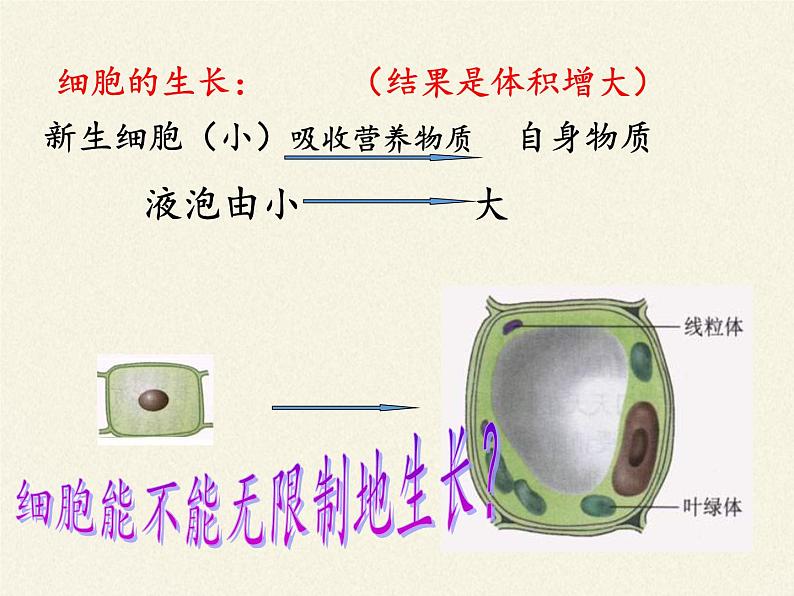 北师大版生物七年级上册 3.3   细胞通过分裂而增殖（课件）05