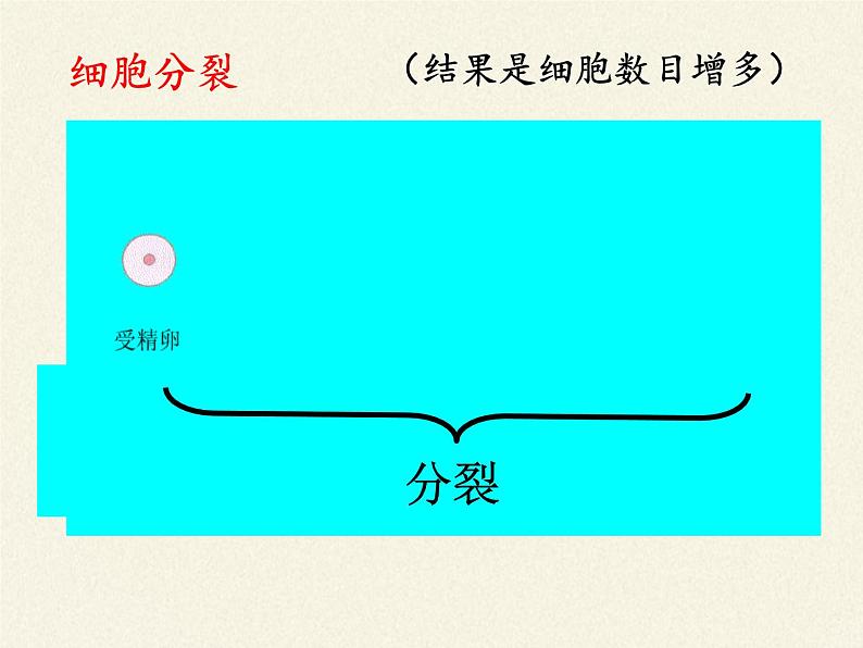 北师大版生物七年级上册 3.3   细胞通过分裂而增殖（课件）07