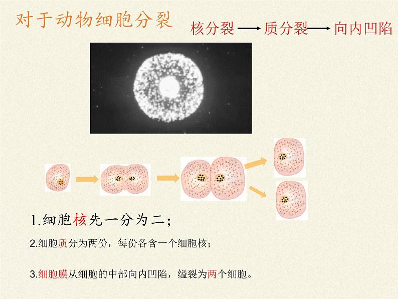 北师大版生物七年级上册 3.3   细胞通过分裂而增殖（课件）08