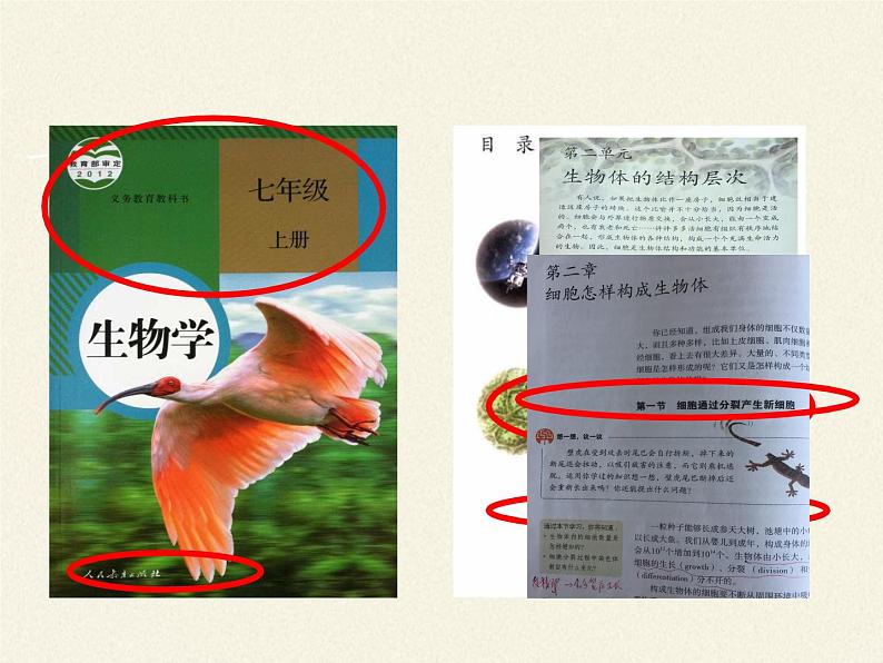 北师大版生物七年级上册 3.3  细胞通过分裂而增殖(8)（课件）03