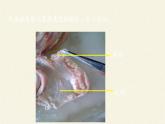 北师大版生物七年级上册 4.2 生物体的器官、系统(1)（课件）