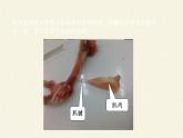 北师大版生物七年级上册 4.2 生物体的器官、系统(1)（课件）