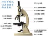 北师大版生物七年级上册 3.1 细胞的基本结构和功能(2)（课件）