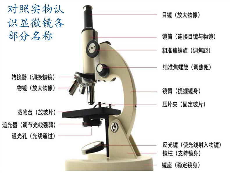 北师大版生物七年级上册 3.1 细胞的基本结构和功能(2)（课件）第3页