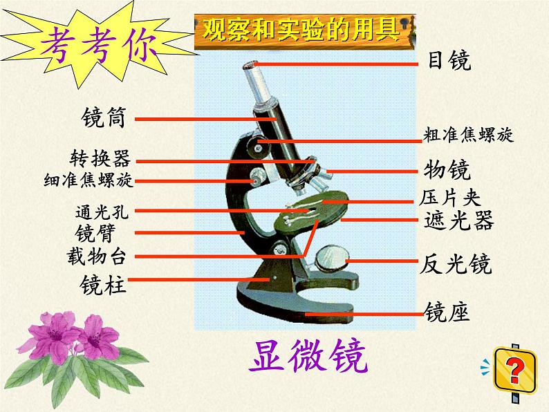 北师大版生物七年级上册 3.1 细胞的基本结构和功能(2)（课件）第4页