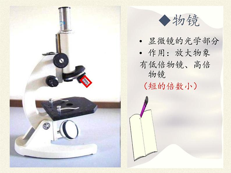 北师大版生物七年级上册 3.1 细胞的基本结构和功能(2)（课件）第6页