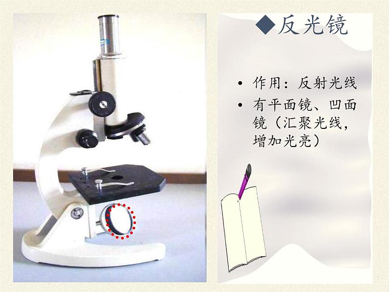 北师大版生物七年级上册 3.1 细胞的基本结构和功能(2)（课件）第7页