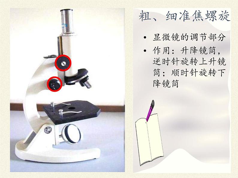 北师大版生物七年级上册 3.1 细胞的基本结构和功能(2)（课件）第8页