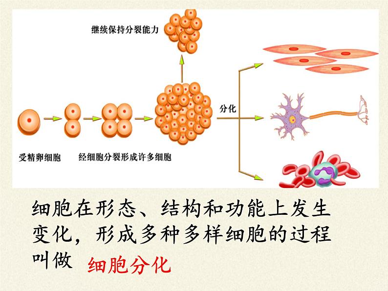 北师大版生物七年级上册 4.1   细胞分化形成组织（课件）第7页