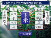 北师大版生物七年级上册 1.2 生物与环境的相互影响（课件）