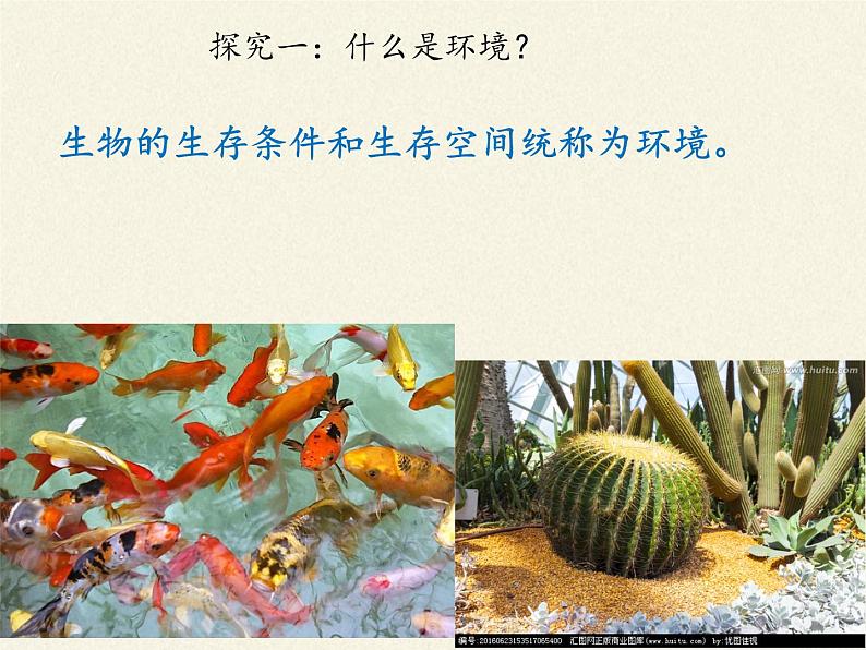 北师大版生物七年级上册 1.2 生物与环境的相互影响(2)（课件）第4页