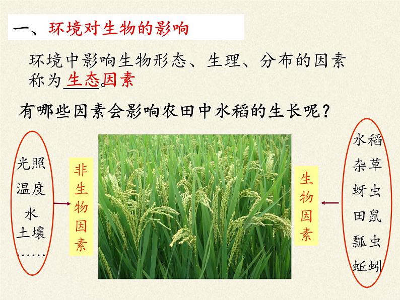 北师大版生物七年级上册 1.2 生物与环境的相互影响(2)（课件）第5页