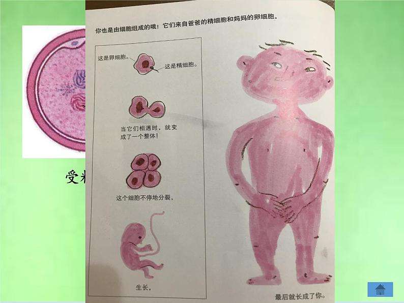 北师大版生物七年级上册 3.3  细胞通过分裂而增殖(2)（课件）03