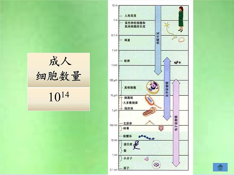 北师大版生物七年级上册 3.3  细胞通过分裂而增殖(2)（课件）05