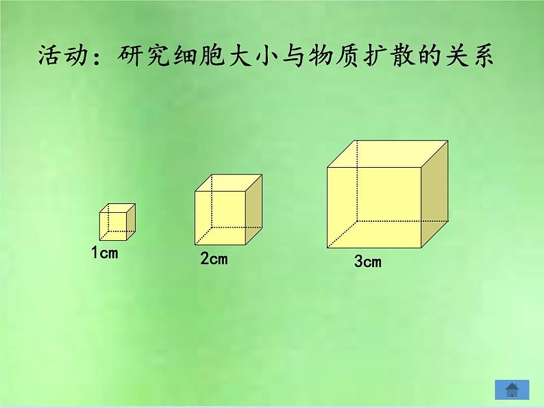 北师大版生物七年级上册 3.3  细胞通过分裂而增殖(2)（课件）06
