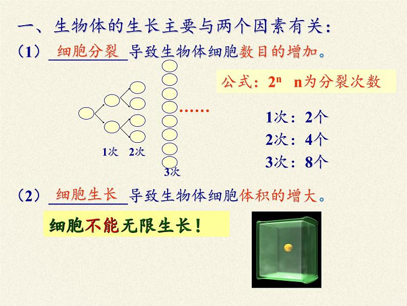 北师大版生物七年级上册 3.3  细胞通过分裂而增殖(7)（课件）第3页