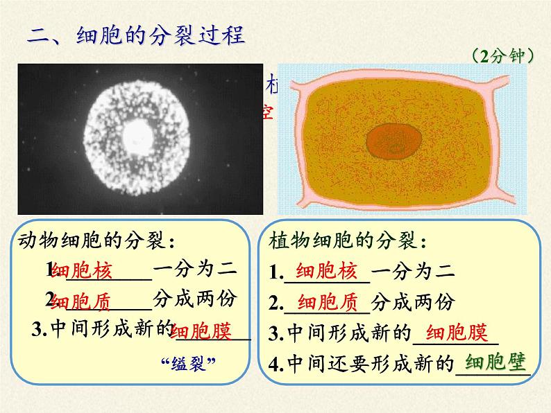 北师大版生物七年级上册 3.3  细胞通过分裂而增殖(7)（课件）第4页