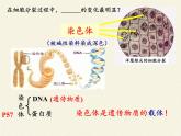 北师大版生物七年级上册 3.3  细胞通过分裂而增殖(7)（课件）