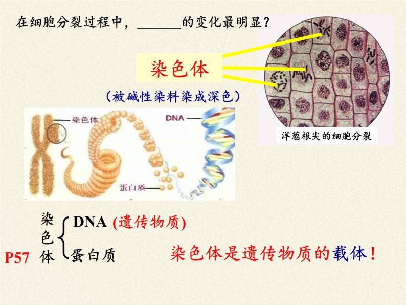 北师大版生物七年级上册 3.3  细胞通过分裂而增殖(7)（课件）05