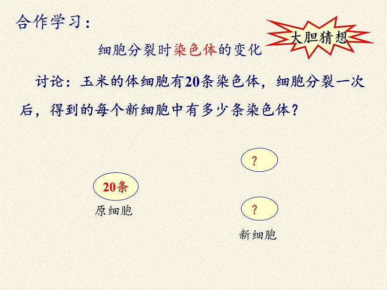 北师大版生物七年级上册 3.3  细胞通过分裂而增殖(7)（课件）第6页