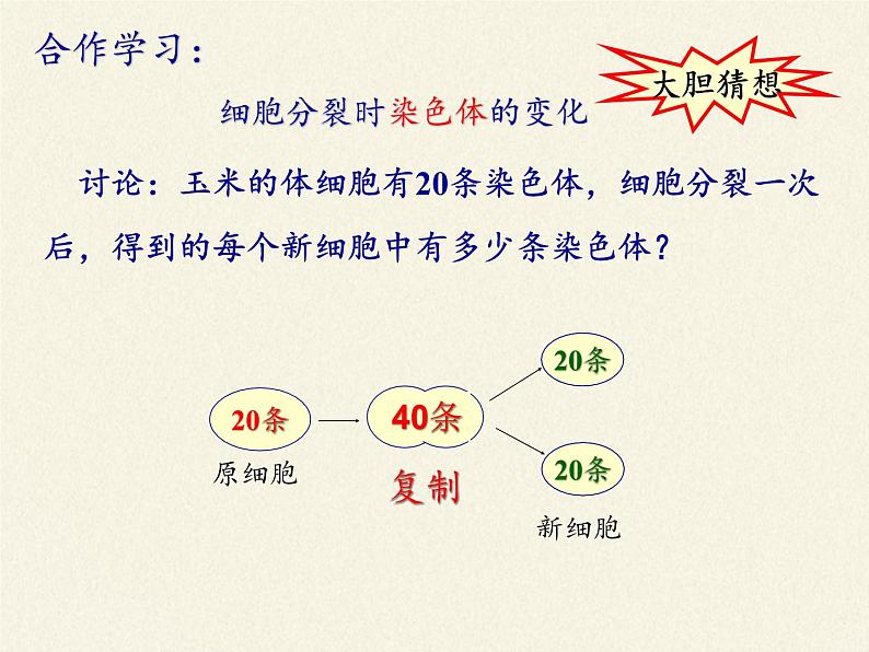 北师大版生物七年级上册 3.3  细胞通过分裂而增殖(7)（课件）第7页