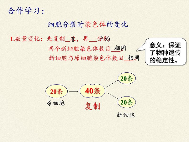 北师大版生物七年级上册 3.3  细胞通过分裂而增殖(7)（课件）第8页