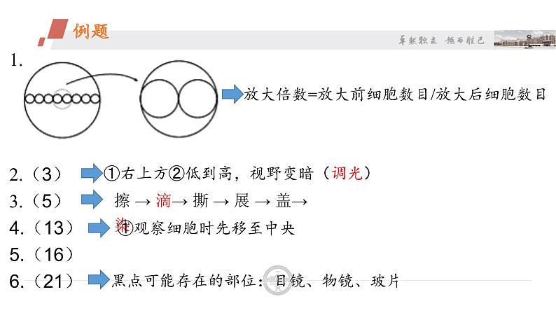 北师大版生物七年级上册 4.2 生物体的器官、系统(6)（课件）05