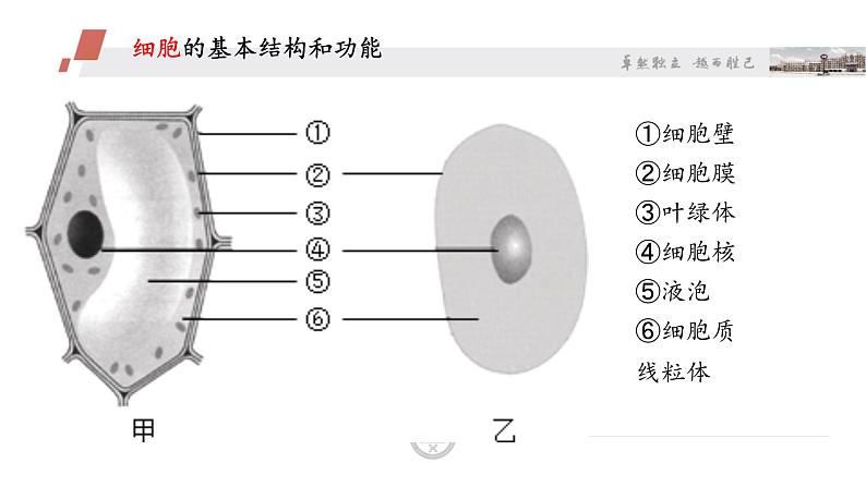 北师大版生物七年级上册 4.2 生物体的器官、系统(6)（课件）06