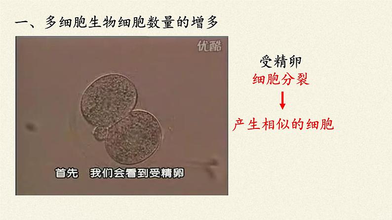 北师大版生物七年级上册 4.1   细胞分化形成组织(2)（课件）02