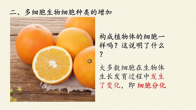 北师大版生物七年级上册 4.1   细胞分化形成组织(2)（课件）03