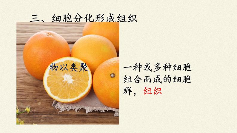 北师大版生物七年级上册 4.1   细胞分化形成组织(2)（课件）04