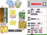 北师大版生物七年级上册 4.1   细胞分化形成组织(2)（课件）