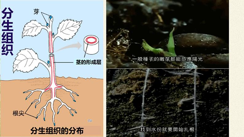 北师大版生物七年级上册 4.1   细胞分化形成组织(2)（课件）06