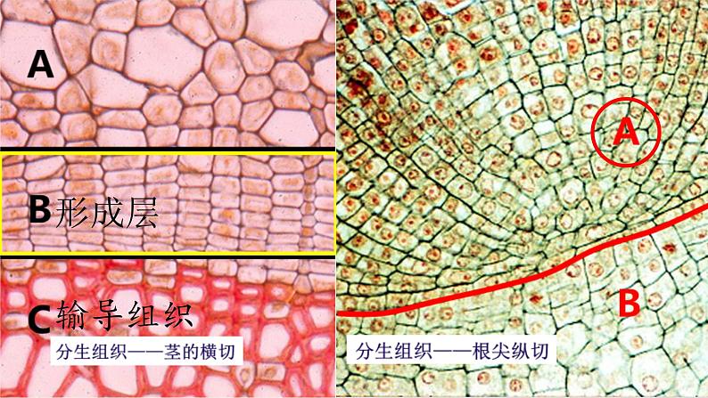 北师大版生物七年级上册 4.1   细胞分化形成组织(2)（课件）07
