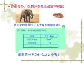 北师大版生物七年级上册 3.3  细胞通过分裂而增殖（课件）