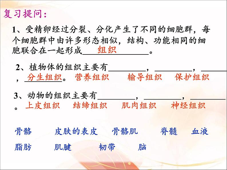 北师大版生物七年级上册 4.2 生物体的器官、系统（课件）03