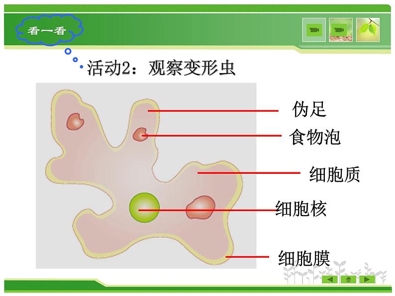 北师大版生物七年级上册 3.2 细胞是生命活动的单位（课件）08