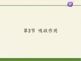 北师大版生物七年级上册 5.3  吸收作用(1)（课件）