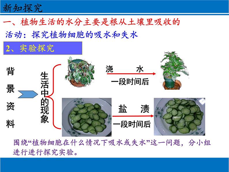 北师大版生物七年级上册 5.3  吸收作用(1)（课件）第6页