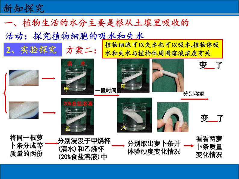 北师大版生物七年级上册 5.3  吸收作用(1)（课件）第8页