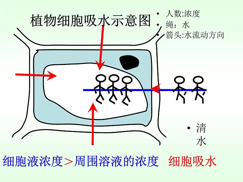 北师大版生物七年级上册 5.3 《吸收作用》第一课时（课件）第4页