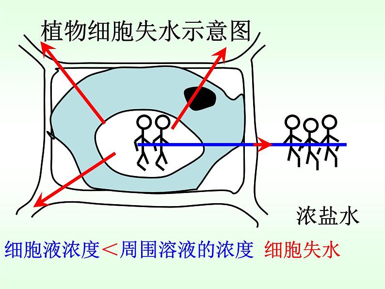 北师大版生物七年级上册 5.3 《吸收作用》第一课时（课件）第5页