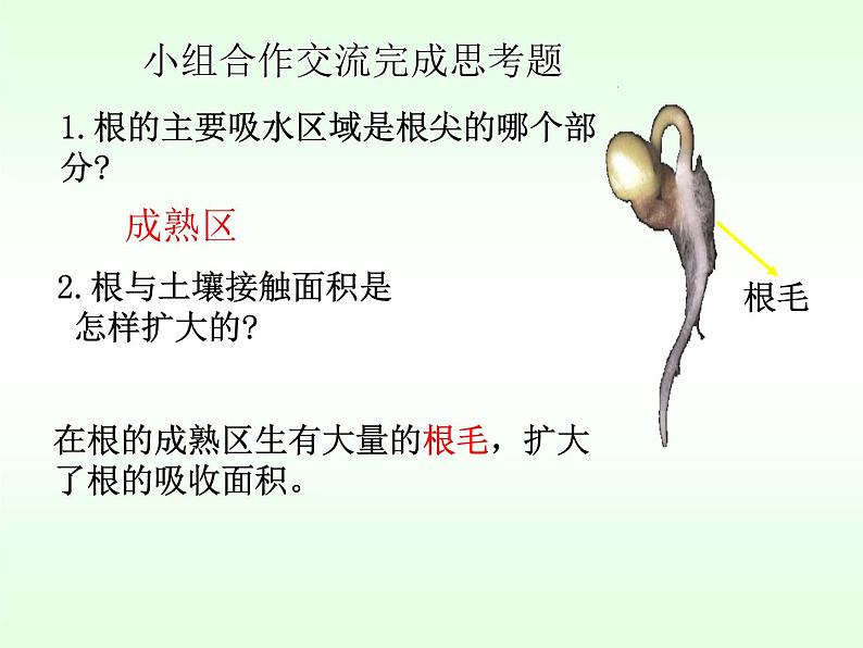 北师大版生物七年级上册 5.3 《吸收作用》第一课时（课件）第7页