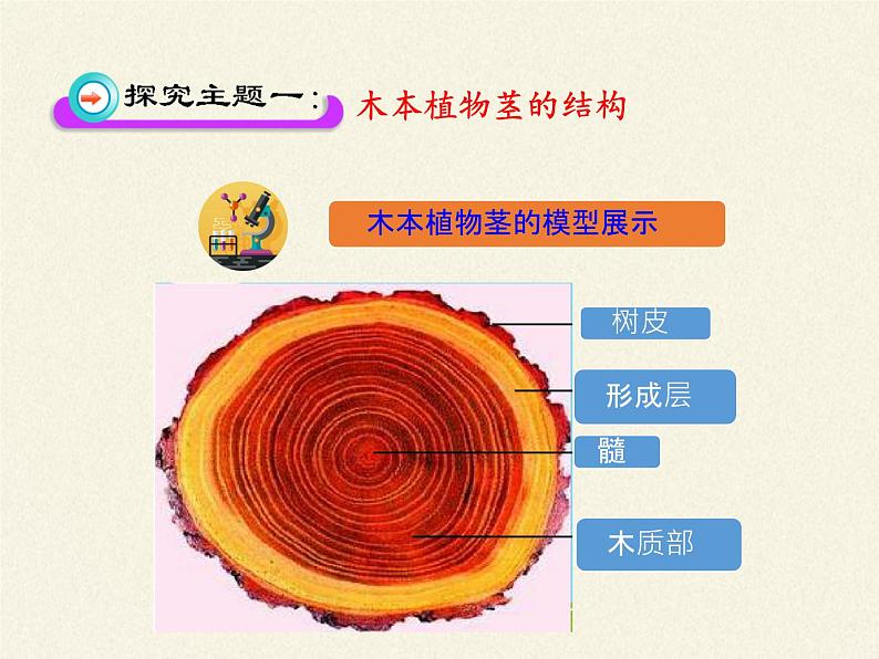 北师大版生物七年级上册 5.5  运输作用（课件）04