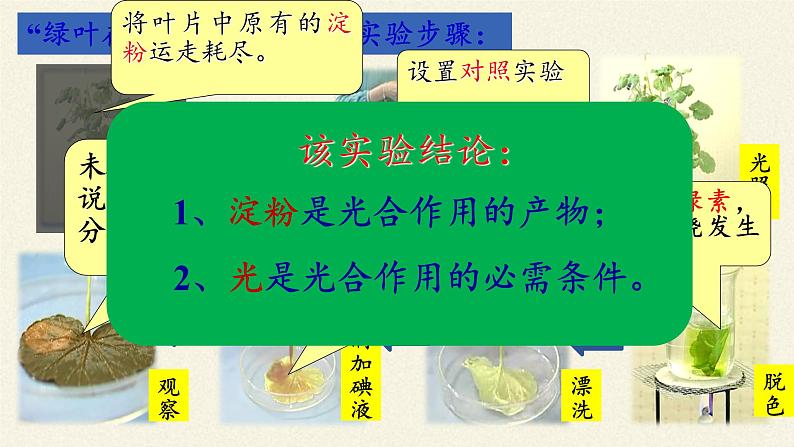 北师大版生物七年级上册 5.1 光合作用（课件）06