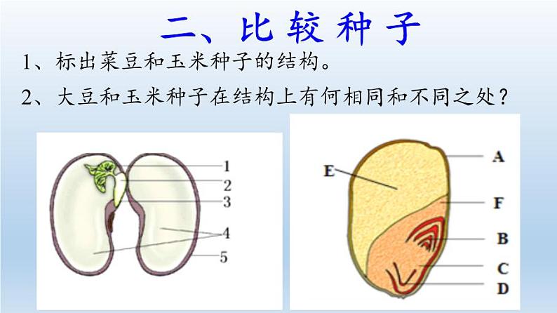 北师大版生物七年级上册 6.1  种子萌发形成幼苗(9)（课件）第4页