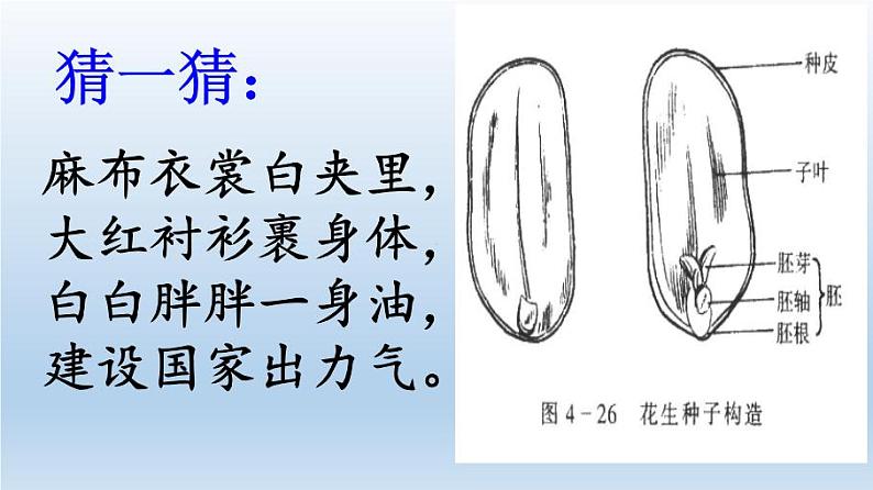 北师大版生物七年级上册 6.1  种子萌发形成幼苗(9)（课件）第5页