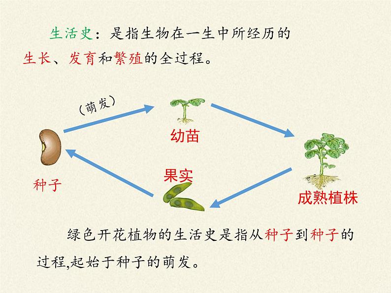 北师大版生物七年级上册 6.1 种子萌发形成幼苗(5)（课件）02