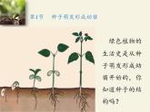 北师大版生物七年级上册 6.1 种子萌发形成幼苗(5)（课件）