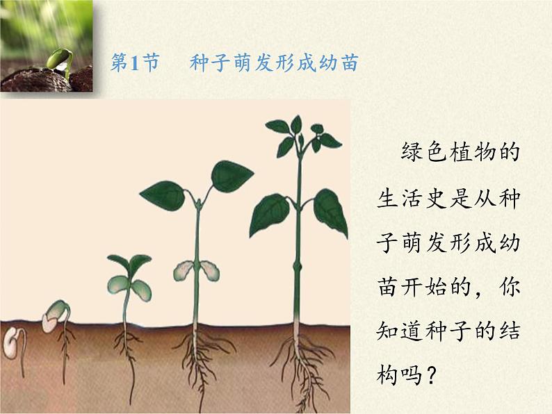 北师大版生物七年级上册 6.1 种子萌发形成幼苗(5)（课件）03